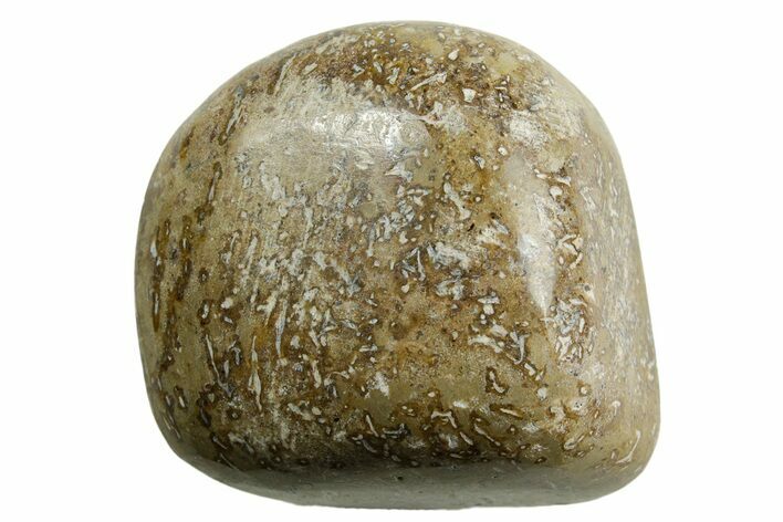 Polished Dinosaur Bone (Gembone) - Morocco #371385